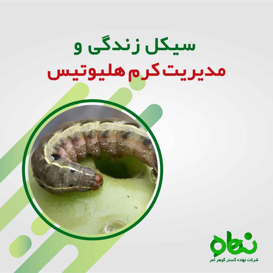 سیکل زندگی و مدیریت کرم هلیوتیس